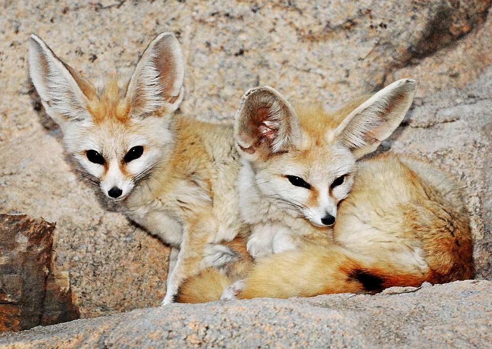 Pelihara Fennec Fox - (nationalzoo.si.edu)