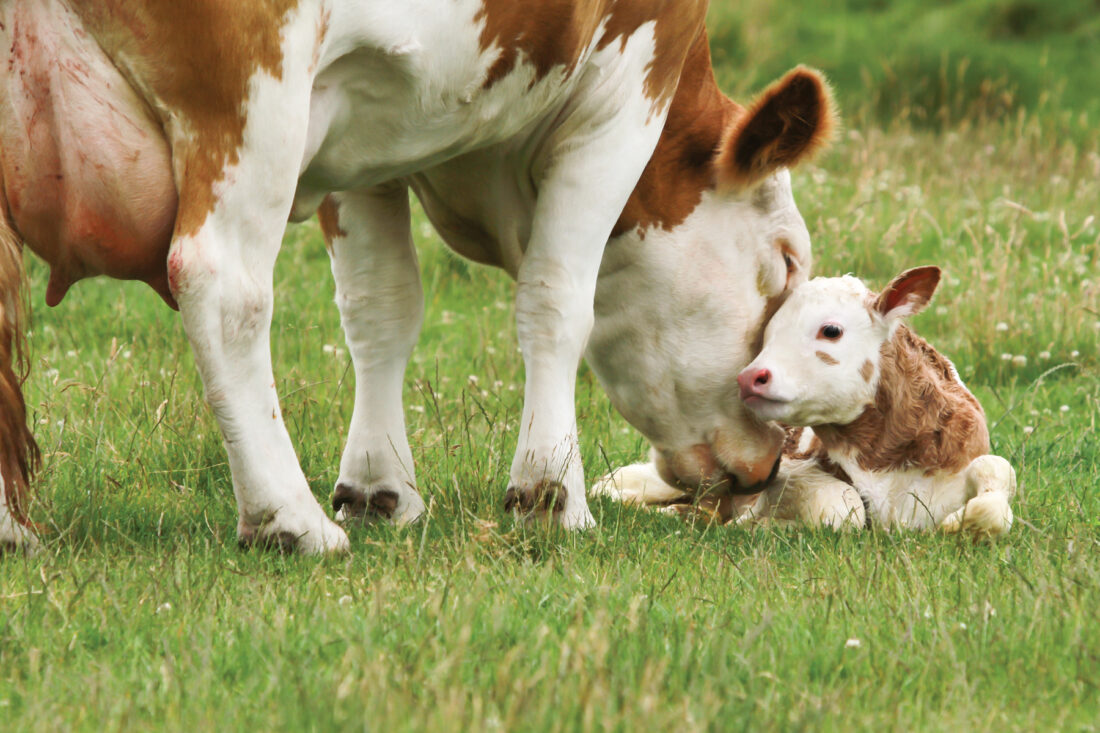Anak Sapi atau Pedet (sumber: llmfarmvets.co.uk)