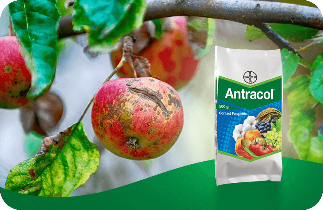 Fungisida Antracol (sumber: lazada)