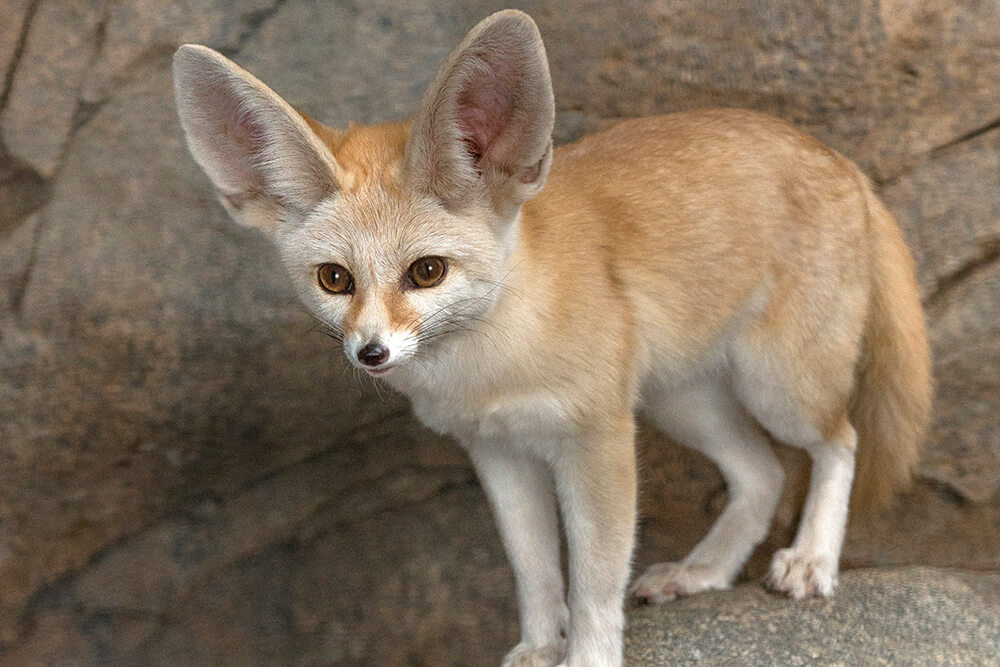 Fennec fox (sumber: pinterest)