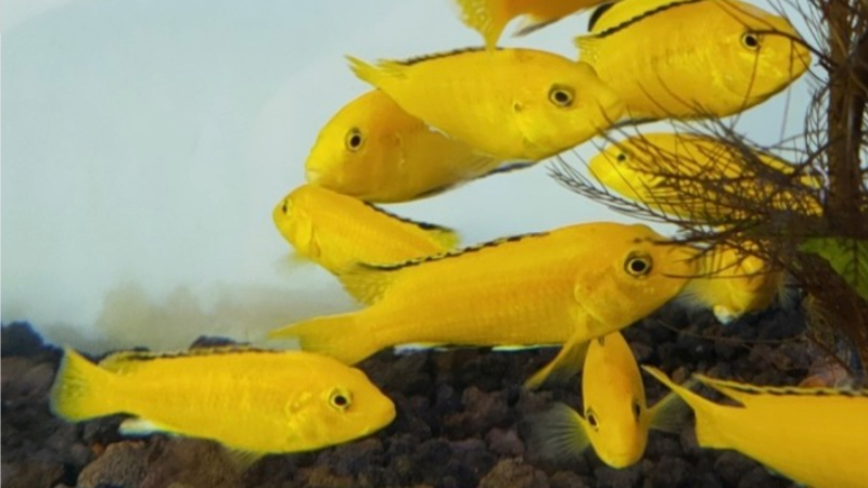Ikan lemon (sumber: J. de Lange)