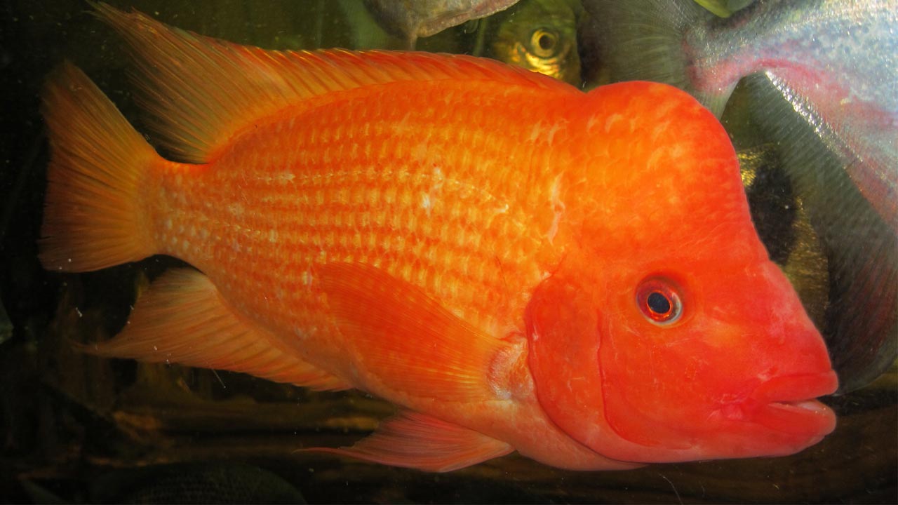 Ikan red devil (sumber: tribunnews)