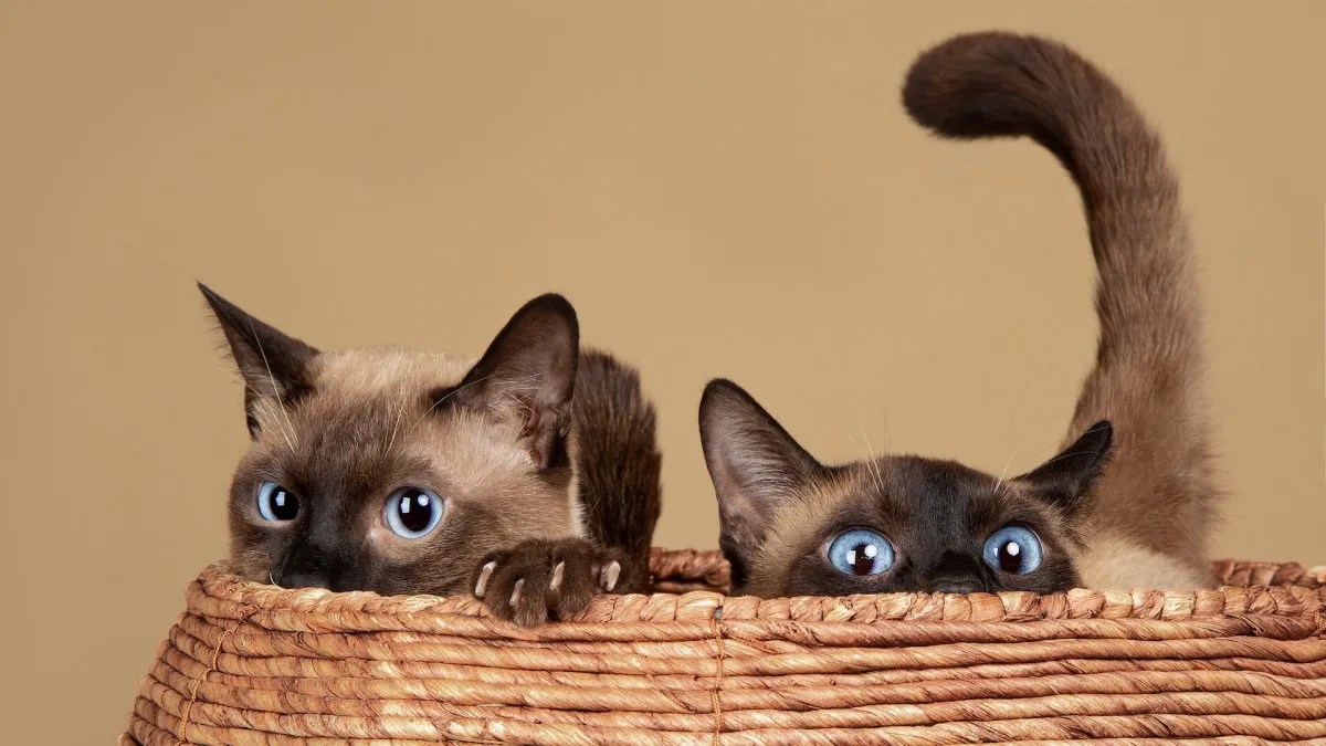 Ilustrasi: Merawat Kucing British Shorthair (credit: bubblypet)