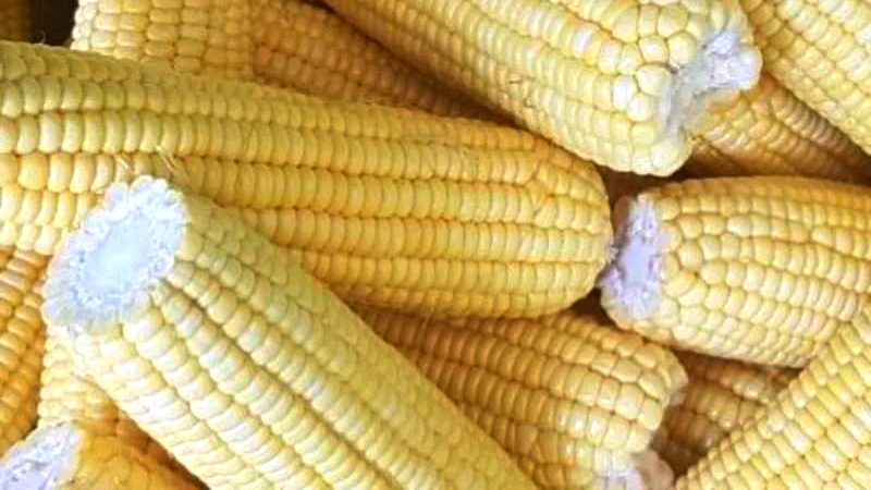 Jagung (sumber: buffalonews.com)