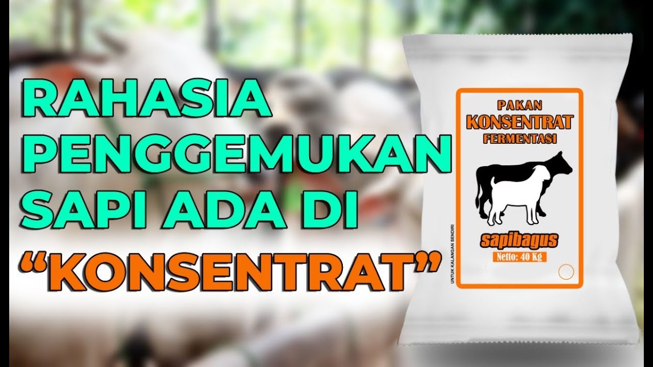 Pakan konsentrat sapi (sumber: agromaret.com)