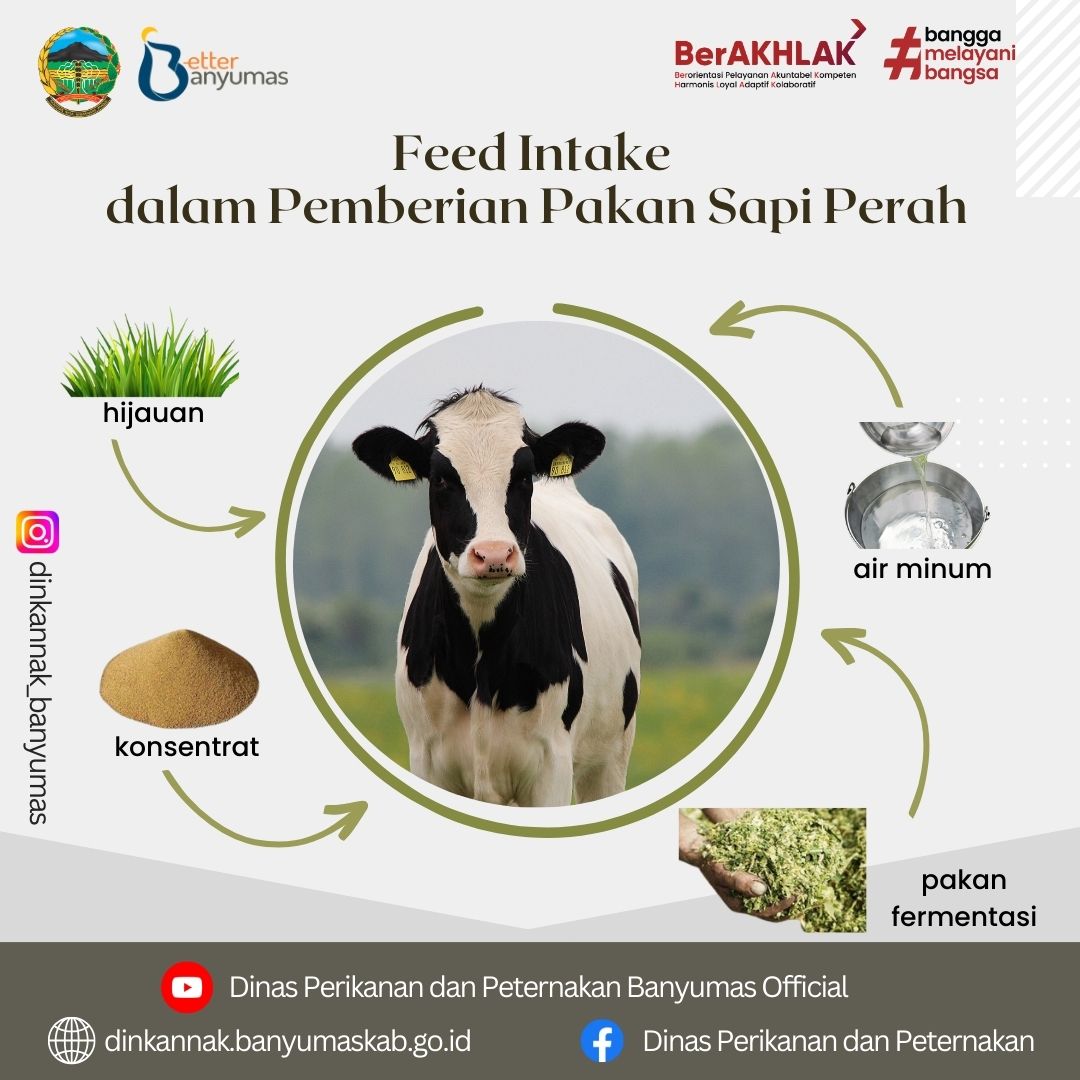 Ilustrasi: pakan sapi konsentrat (sumber: ceritadepok.com)