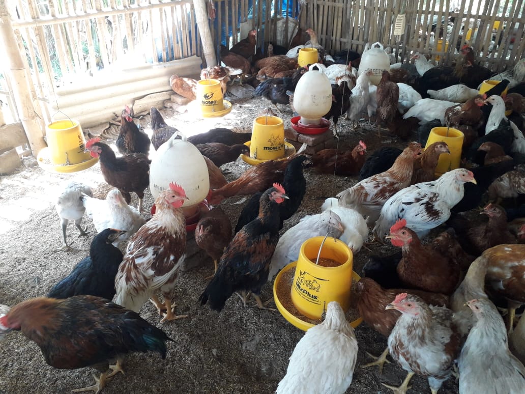Ilustrasi memberikan makan ayam joper (sumber: Kompasiana)