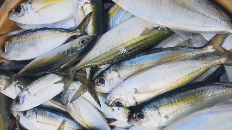 Masakan olahan ikan kembung (sumber: cdn.wonderin.id)