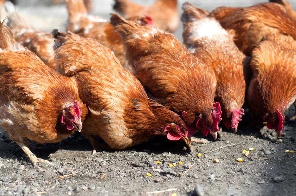 Ilustrasi: pakan ternak ayam (sumber: pertanianku.com)