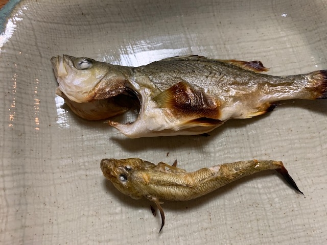 ハゼを楽しむゴールデンレトリバー はっちの奮闘記 ハゼを楽しむゴールデンレトリバー はっちの奮闘記