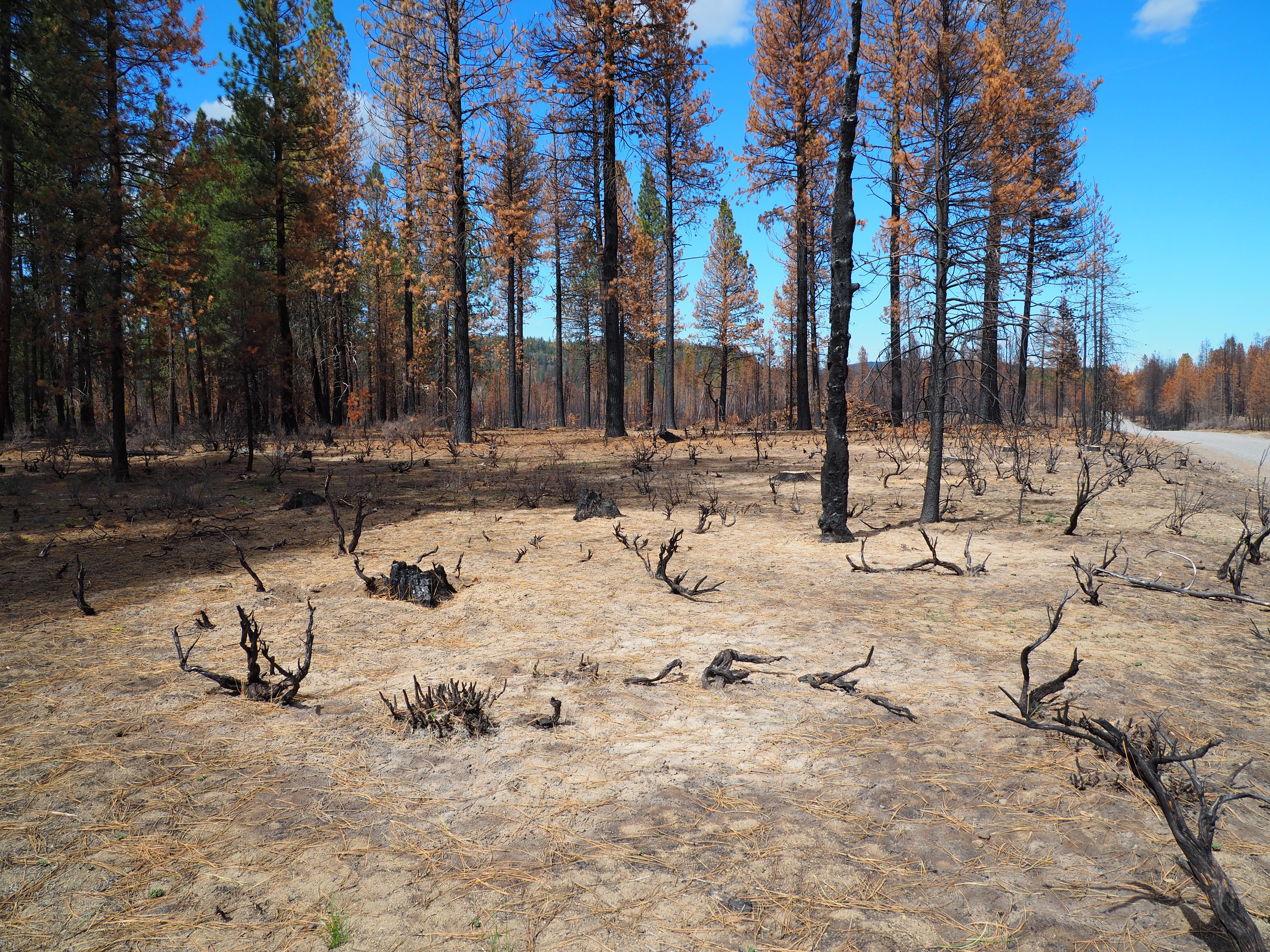 Charred landscape