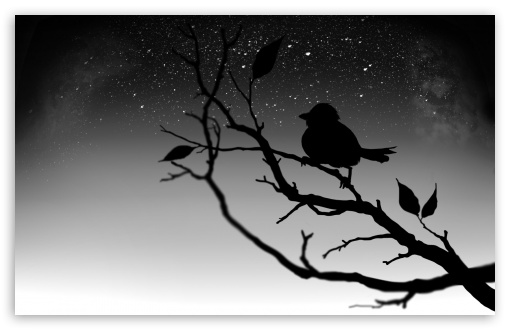 Find images of screen background. Black Bird Ultra Hd Desktop Background Wallpaper For 4k Uhd Tv Widescreen Ultrawide Desktop Laptop Tablet Smartphone