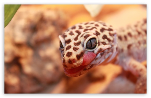 Find over 100+ of the best free leopard gecko images. Gecko Leopard Ultra Hd Desktop Background Wallpaper For 4k Uhd Tv Widescreen Ultrawide Desktop Laptop Multi Display Dual Monitor Tablet Smartphone