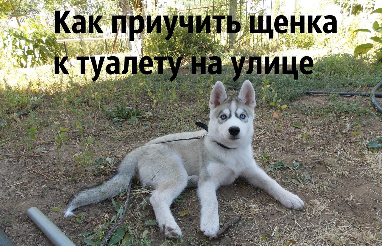 Приучаем собаку ходить в туалет в пеленку: приручение взрослых собак. Как приучить щенка к пеленке Щенок не хочет ходить на пеленку