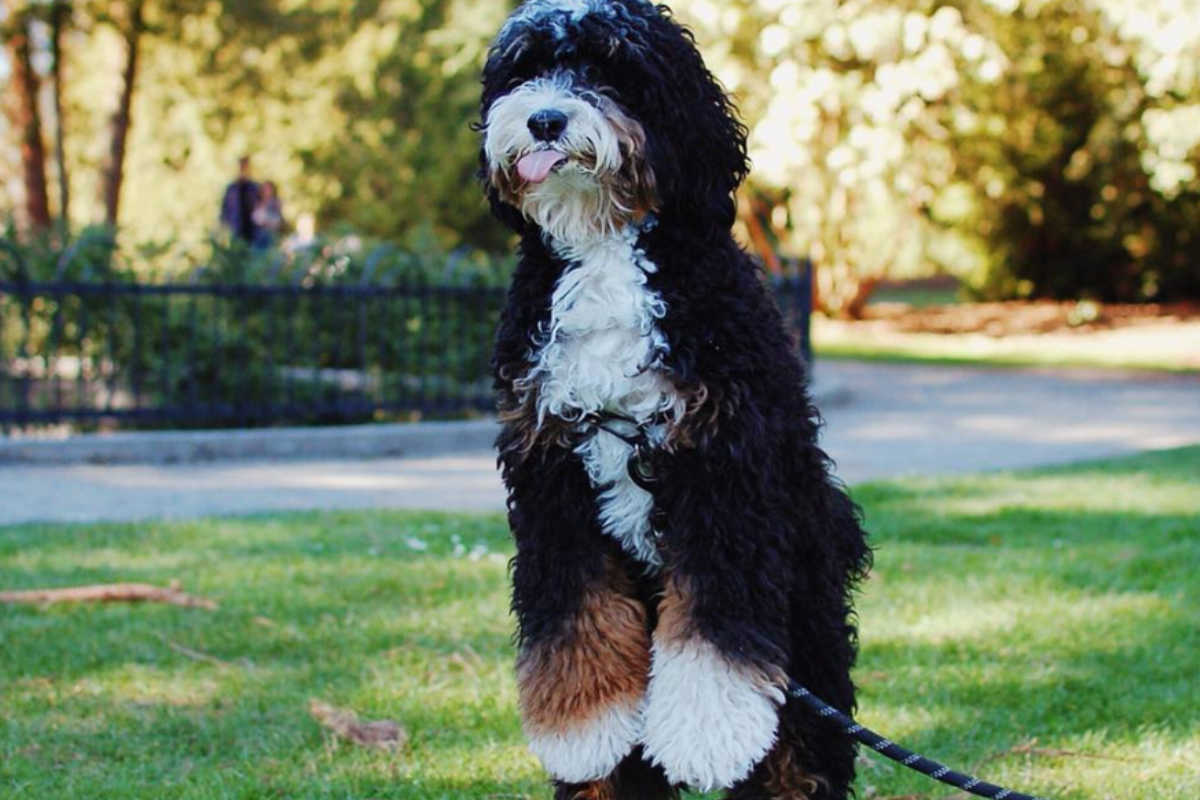  Mini Bernedoodle Size Appearance Temperament Price Shedding