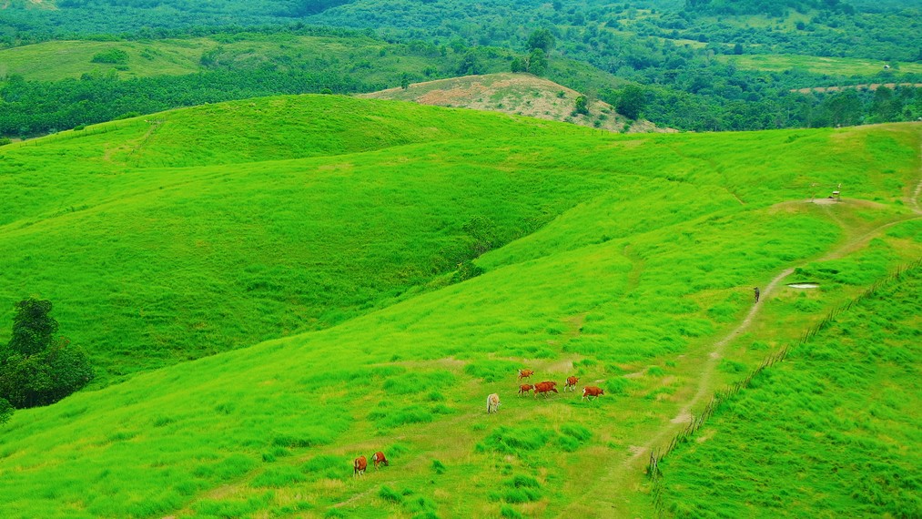2714 / 5000 Hasil terjemahan Rimpi Hill, Teletubbies Hill, Pelaihari City, South Kalimantan
