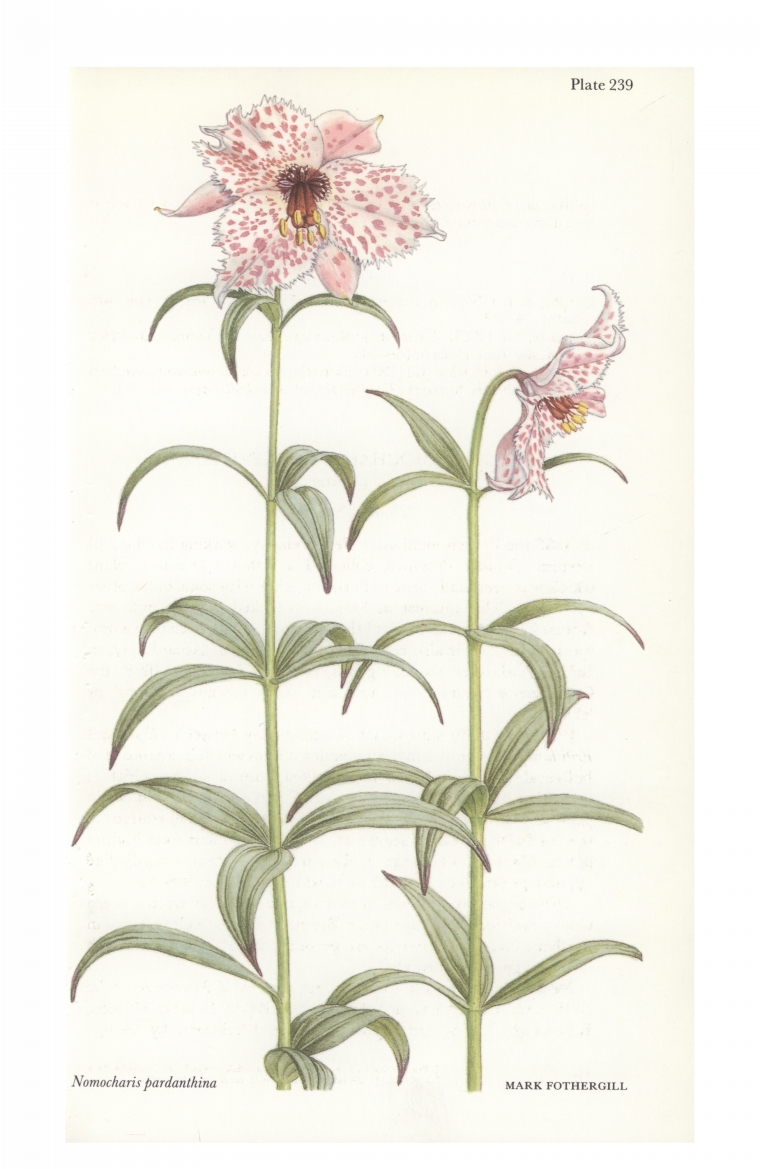Image of Leopard flower, a member of the lily family, from The Kew Magazine Vol. 11, No. 1 (February 1994), p. 19.  
