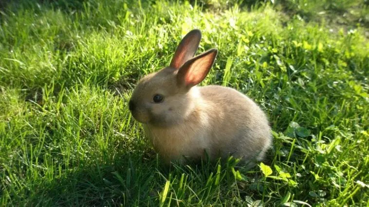 If your rabbit is still eating despite diarrhea, the best remedy you can go for is to a change in its diet. What Are the Different Types of Rabbits? | Here Bunny
