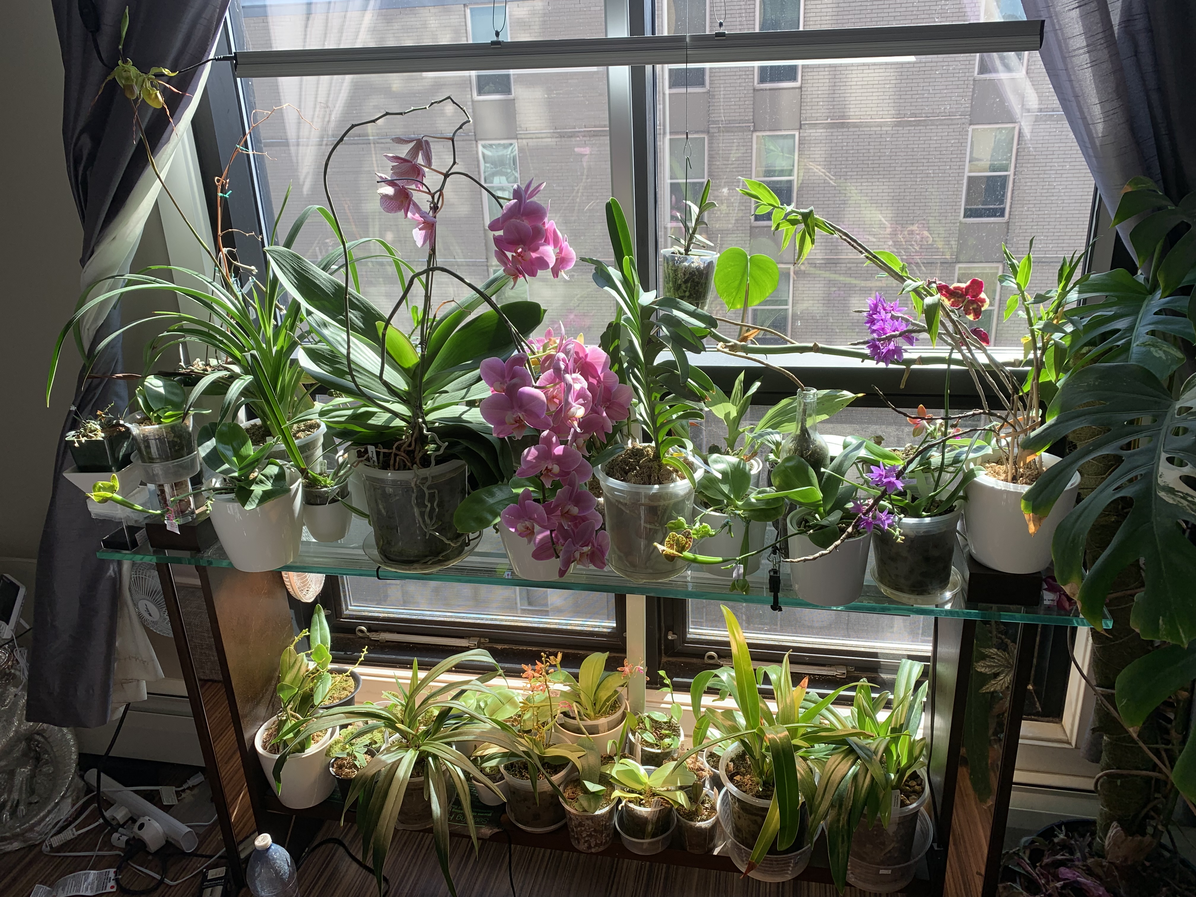 Is Your Phalaenopsis Orchid Getting Enough Light Here But Not