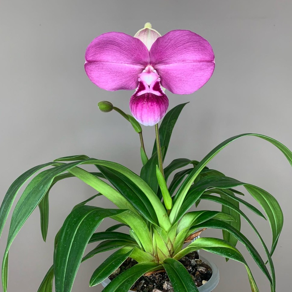 Phragmipedium kovachii - Care & Culture » Here But Not