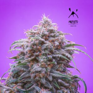 We allow you to pick your own . Mephisto Genetics Archives Heritage Seedbank