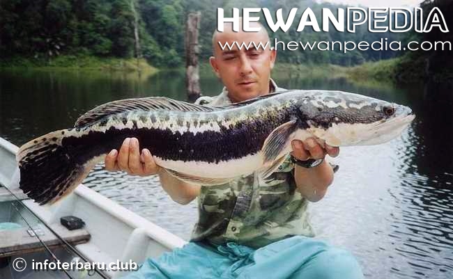 Cara Mancing Ikan Gabus Di Danau Dan Rawa Paling Jitu Memancing Fish