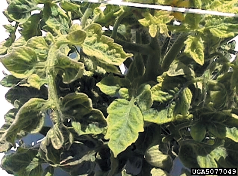 The seed leaves are turning yellow. What Is The Reason That The Leaves Of My Tomato Plant Are Turning Yellow And Dry Quora