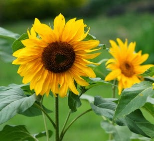 Pesan yang terkandung dalam pantun tersebut adalah. Bunga Kenanga Diatas Kubur Cerita Cucu