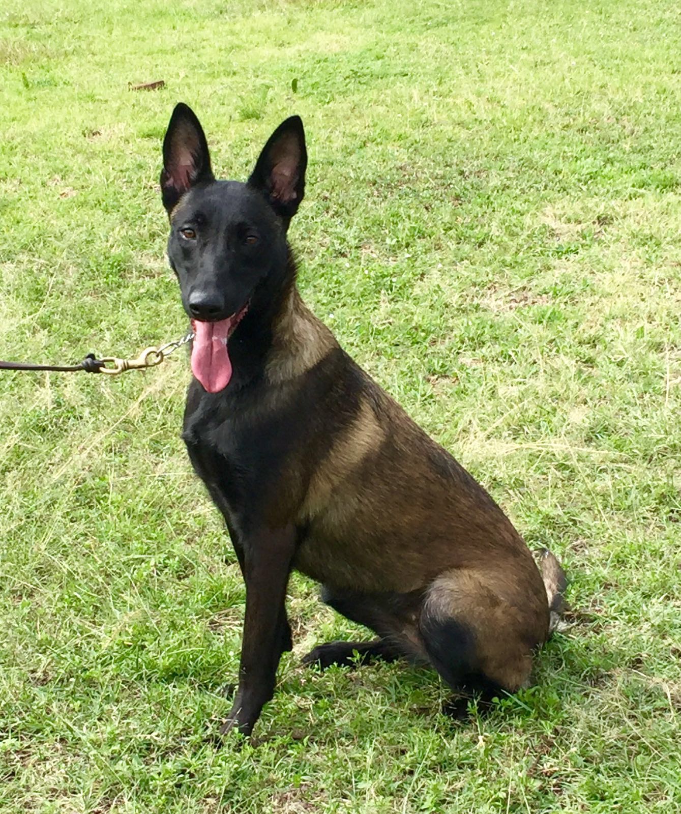 female belgian malinois for sale