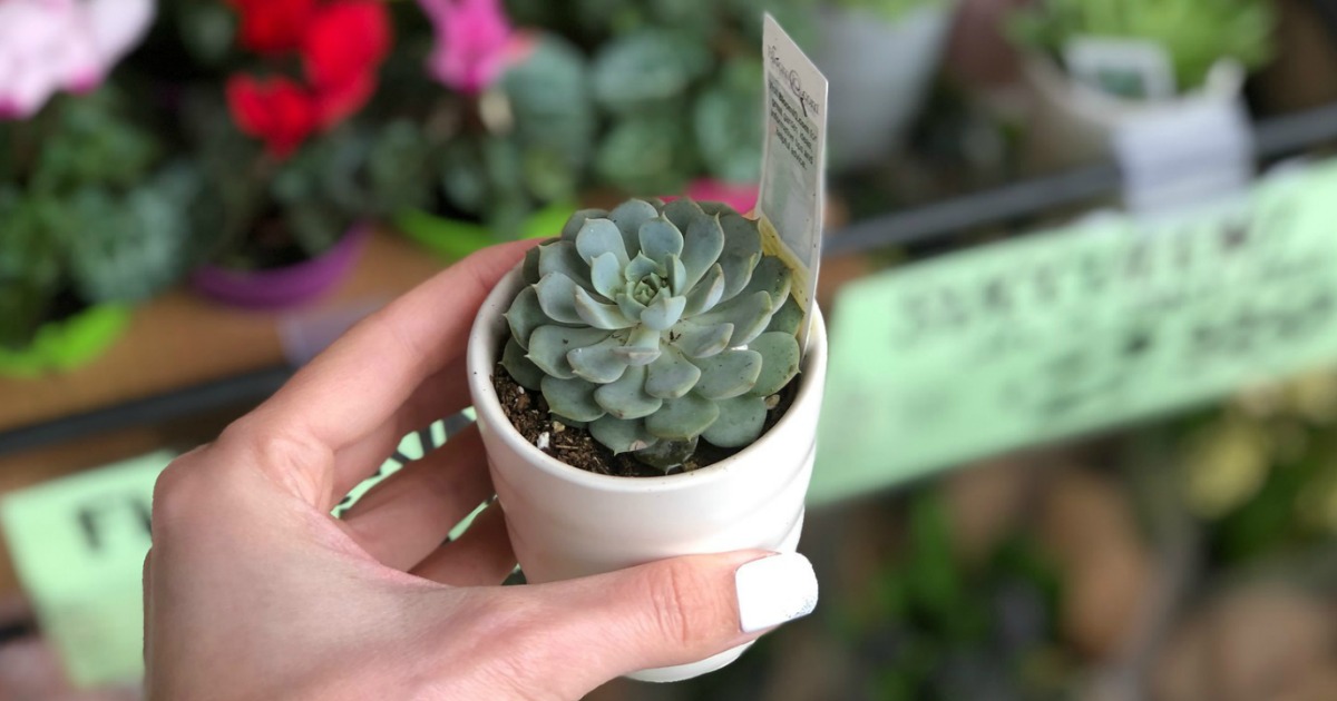 Mar 27, 2019 · the best fresh flowers to buy at trader joe's. Traders Joe's Spring Deals: Succulents, Flowering Minis & More