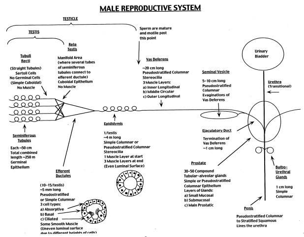 I am going to share the real testis histology labeled . Duke Histology Male Reproductive System