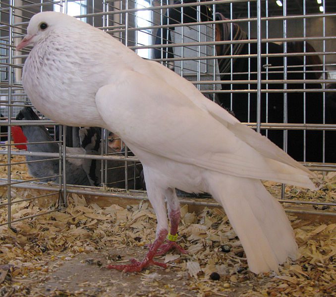 Cara Hemat Menggunakan Jaring Kandang Ayam Untuk Kandang Burung