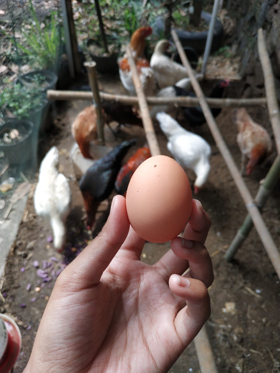 Pemeliharaan Ayam Joper Petelur Untuk Ditetaskan | HOBI TERNAK
