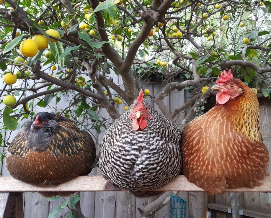 Backyard Chickens 101 What to Expect When You're Expecting Homestead