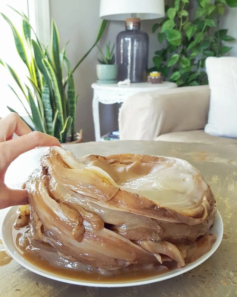 Some of our SCOBY when it was pulled out to get thinned. It is on a plate, and is several inches thick. A hand is pinching it. It sort of looks like big round raw chicken breasts. 