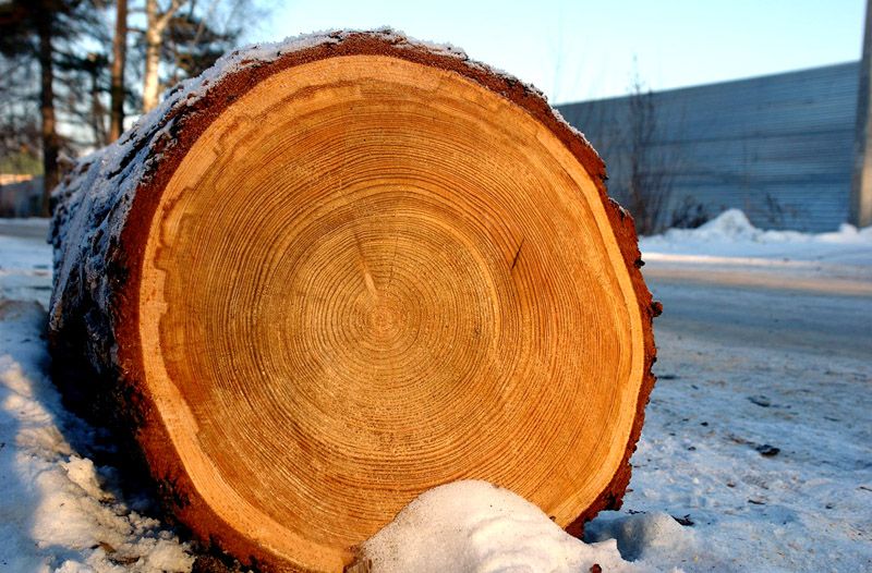 Баня из лафета – особенности строительства