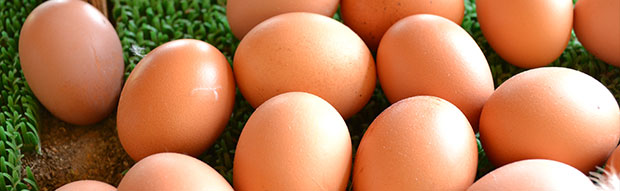 生みたて卵
