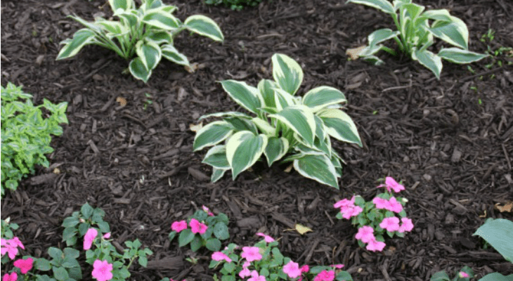 No dyes, chemicals or pesticides. How To Choose And Apply Mulch To Your Flower Beds Hoosier Homemade