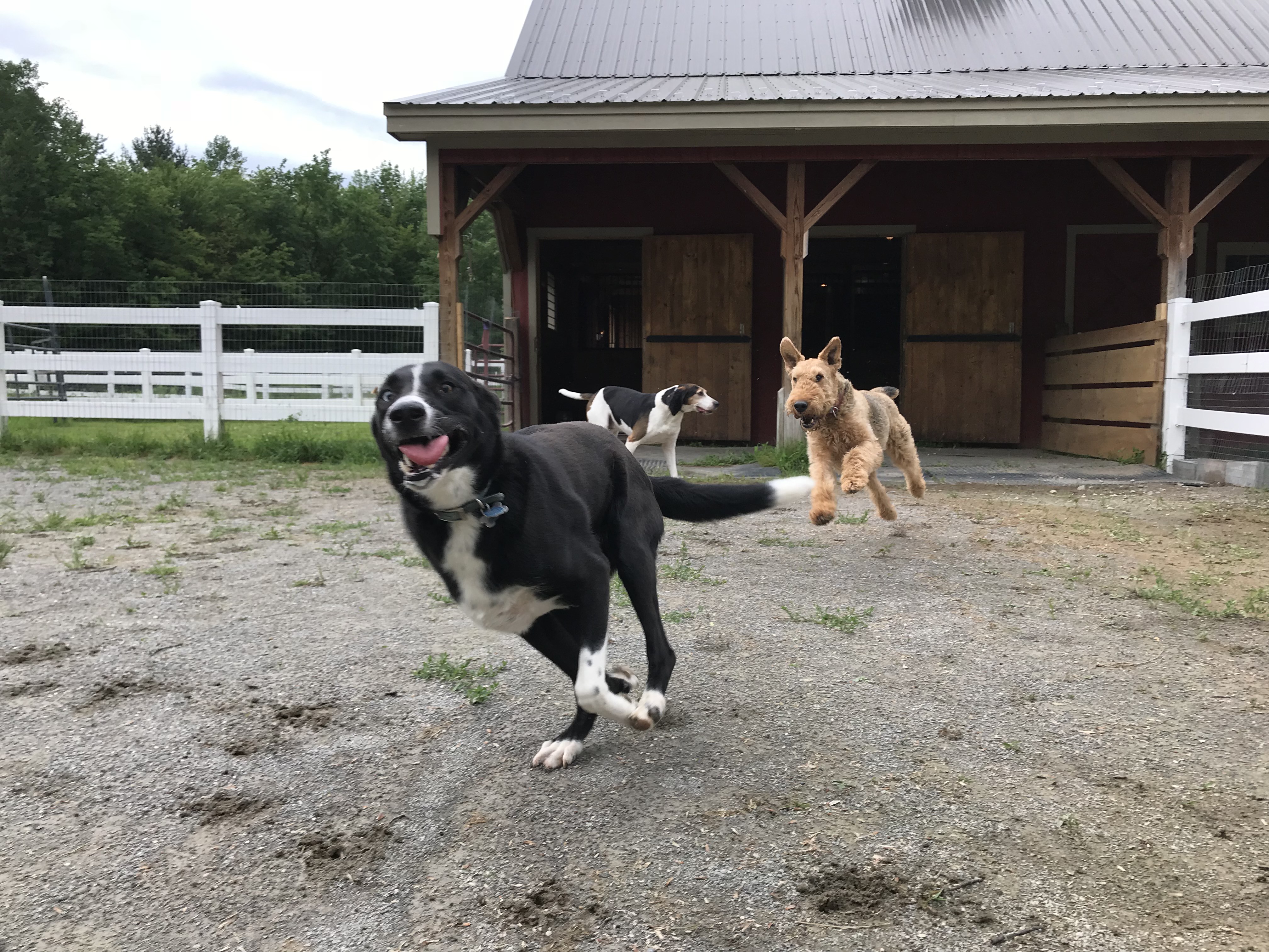 Our hudson falls location is about 25 minutes from the vermont border, 15 minutes from lake george, and 45 minutes from albany. Boarding Daycare Hounds On The Hudson