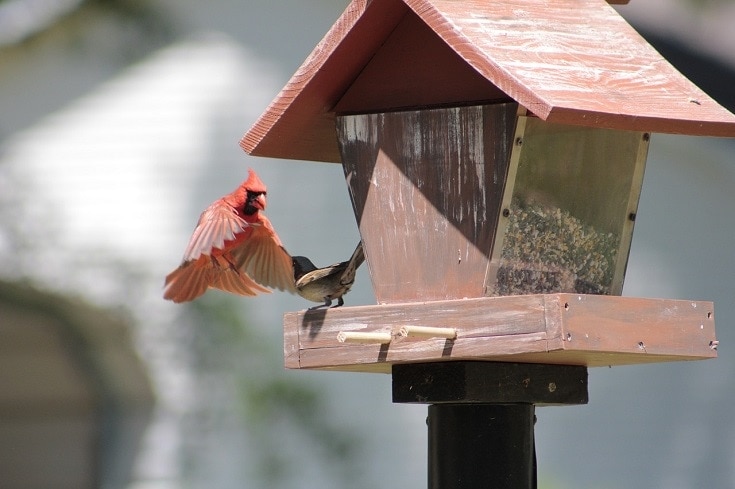 Stacy is a writer and freebies expert with nearly two decades of experience. 6 Cardinal Birdhouse Plans You Can Build Today With Pictures House Grail