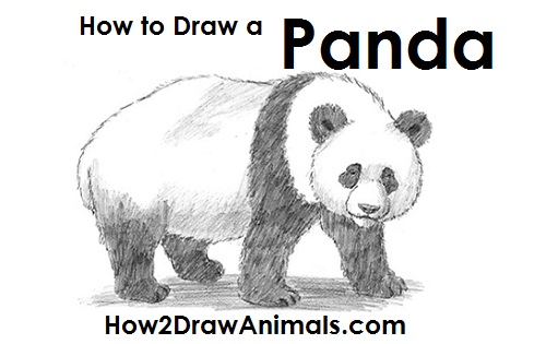 Learn how to draw a wolf head from the side with any kind of tools! How to Draw a Panda