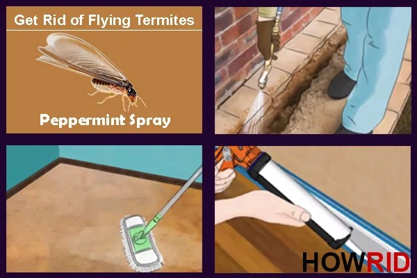 They thrive on your blood and blood from your pets, and they can hide in the tiniest of spots. How to Get Rid of Flying Termites? (Winged Termites)