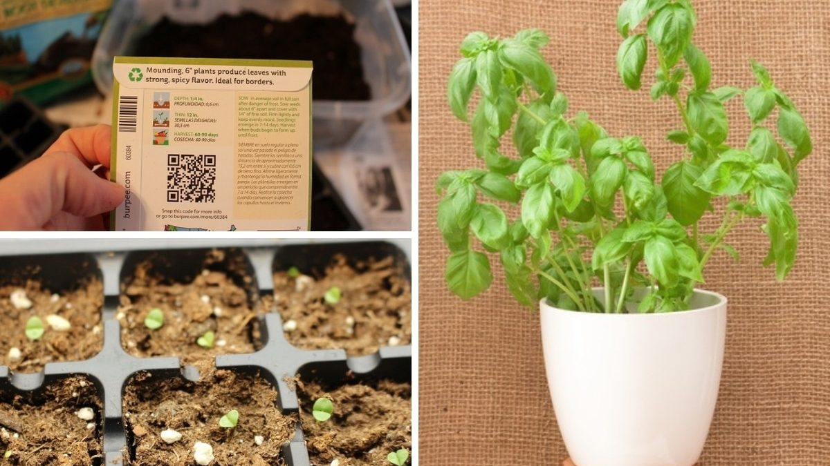 For centuries, people all over the world have used medicinal plants. How To Grow Basil From Seed Indoors