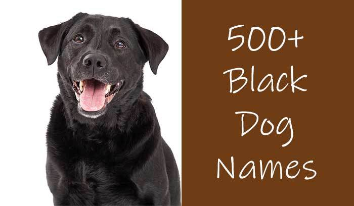 Black Dog Names 500 Awesome Ideas For Black Furbabies Black Dog Names 500 Awesome Ideas For Black Furbabies