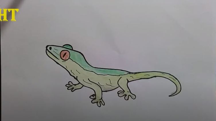 Reptile digital download coloring pages, iguana, turtle, bearded dragon, tortoise, monitor lizard, veiled chameleon, leopard gecko, snake. How To Draw A Leopard Gecko Easy Step By Step Htfunny