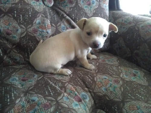 El peso estándar de la raza para el chihuahua con clubes de perreras reconocidos es el siguiente: Cachorro Chihuahua 2 Meses Hembra Mercadolibre