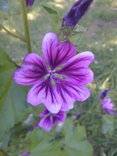 Hierbas Medicinales Malva Mercadolibre