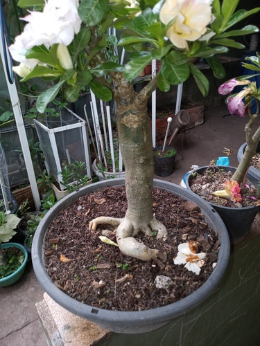 Rosa Do Deserto 10 Anos Bonsai Mercado Livre