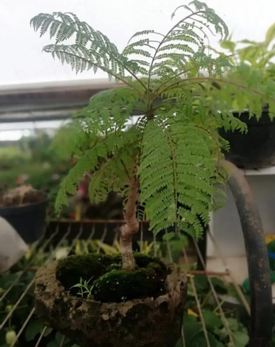 Bonsai Hermoso De 4 Anos Jacaranda Mercado Libre