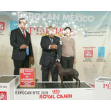 Criadero de perro xoloitzcuintle en mexico. Perros Perros y Cachorros Xoloitzcuintle en Mercado Libre MÃ©xico